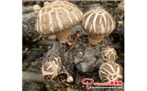湖北裕山菌菇装备为食用菌产业发展助力