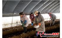 贵州省百里杜鹃沙厂乡：种植羊肚菌 为乡村振兴提供绿色动力