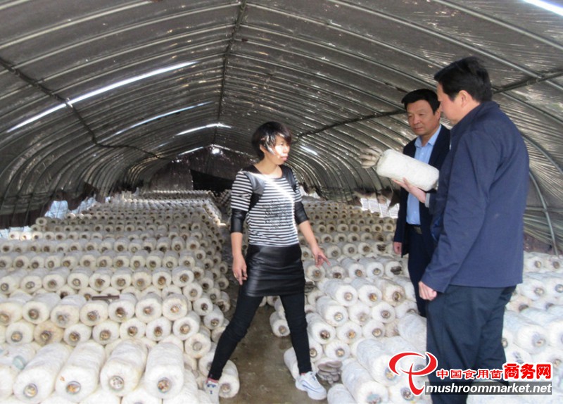 广东省汕头市龙腾街道：种植平菇 增收致富