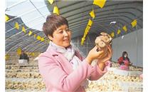 宁夏吴忠市利通区高闸村：蘑菇棚“种”出幸福生活