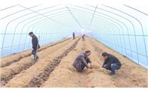 湖北省襄阳市襄州区：大球盖菇撑起“致富伞” 深受消费者的喜爱