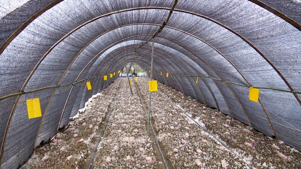 贵州省惠水县：羊肚菌种在家门口 就业务工促增收