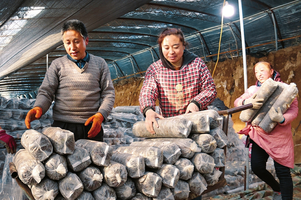 山西省平顺县：香菇大棚人忙碌 为乡村振兴产业发展注入新动力