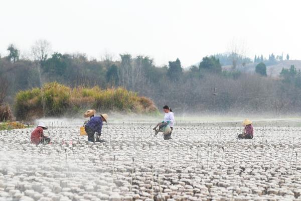 湖南省新田县：春日木耳采收忙 助力乡村振兴发展