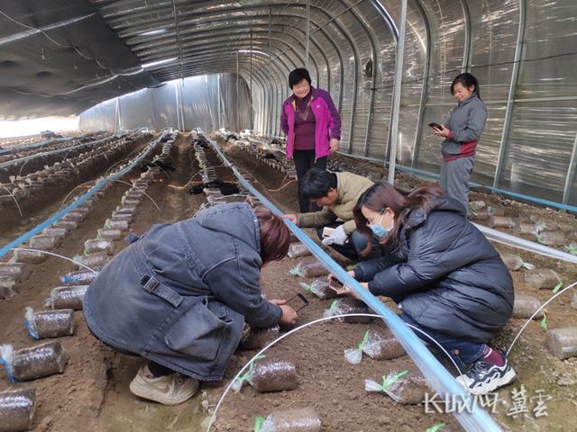 河北省邱县：气象与农业部门联合开展食用菌种植直通式服务 助力乡村振兴