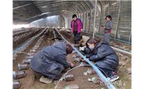 河北省邱县：气象与农业部门联合开展食用菌种植直通式服务 助力乡村振兴