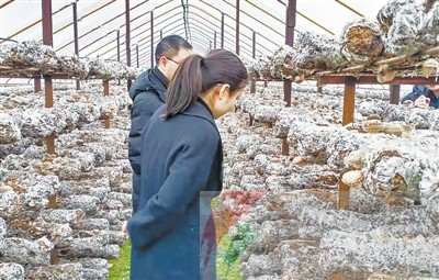 农行河南鲁山支行:“香菇贷”架起“致富桥”