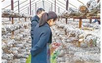 农行河南鲁山支行:“香菇贷”架起“致富桥”