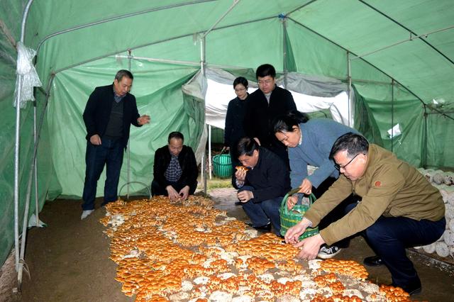 广西贺州市人大常委会率队前往八步区调研食用菌产业