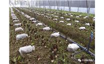 平泉大步发展羊肚菌， 已签种植合同500亩！
