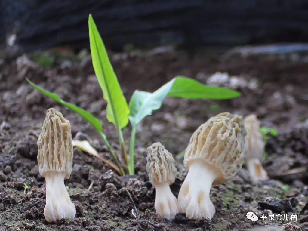 平泉在严冬季节栽培出了羊肚菌