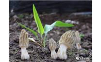 平泉在严冬季节栽培出了羊肚菌